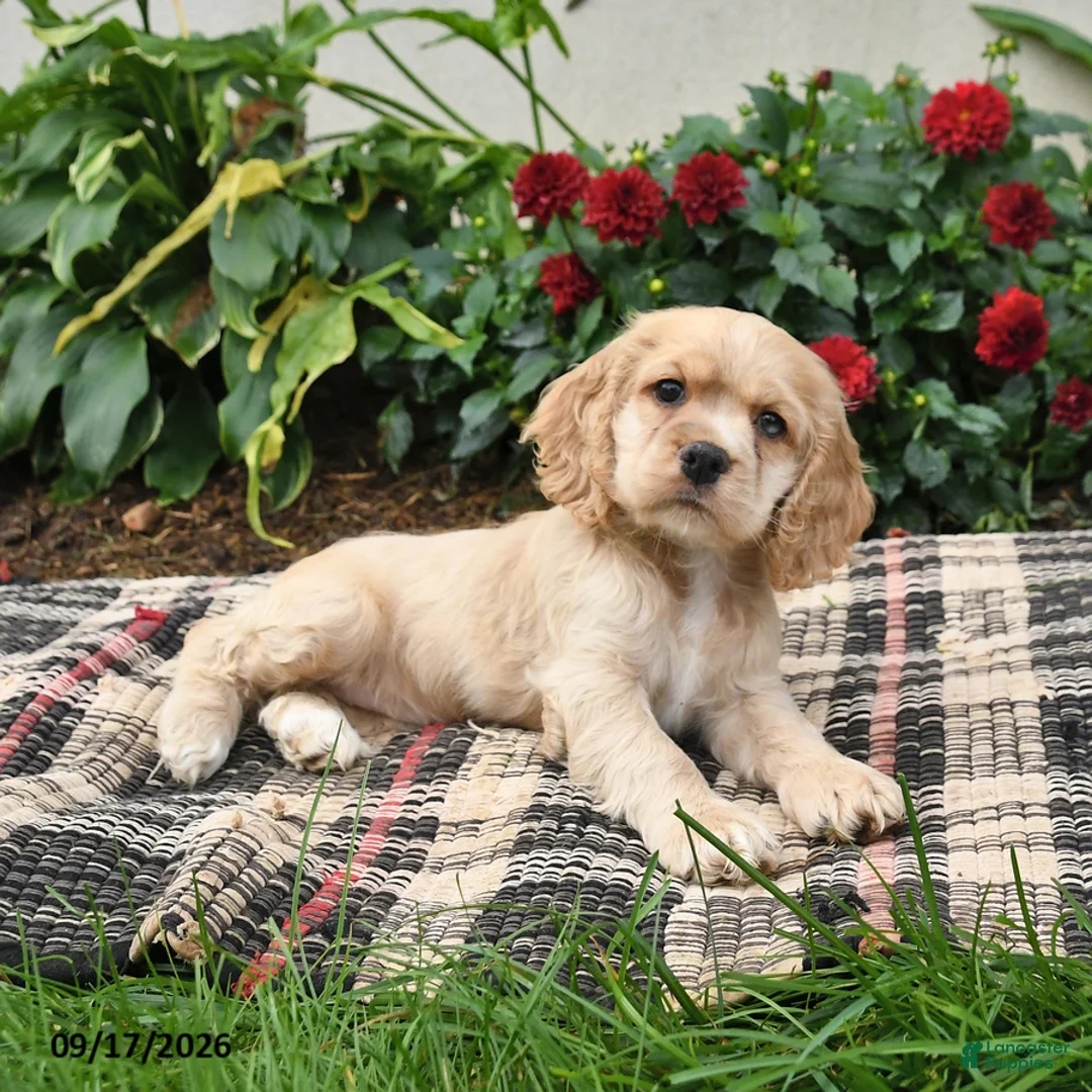English Cocker Spaniel dogs for sale: Buttercup - Ad 2