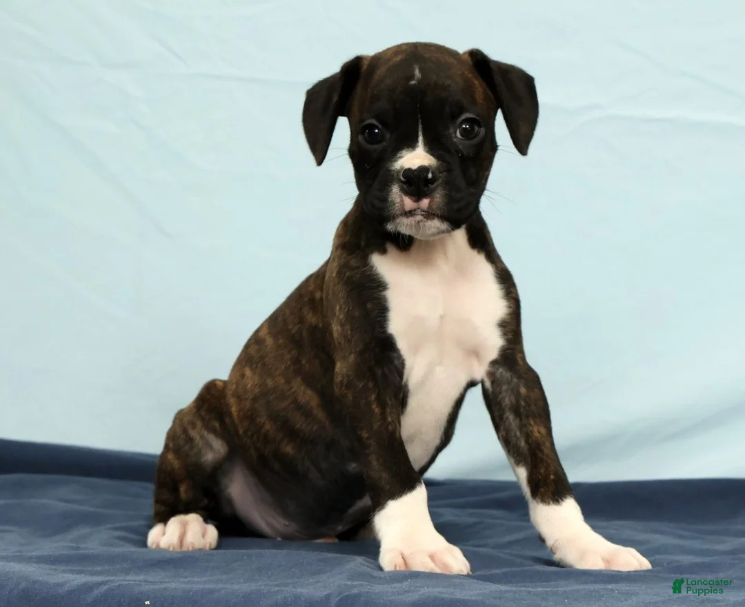 Boxer dogs for sale: Leo - Ad 1