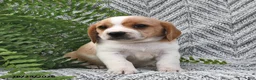 Mixed Breed dogs for sale: Patrick - Ad 4