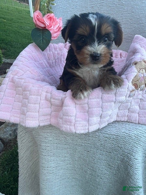 Yorkshire Terrier dogs Jackie - Ad 2