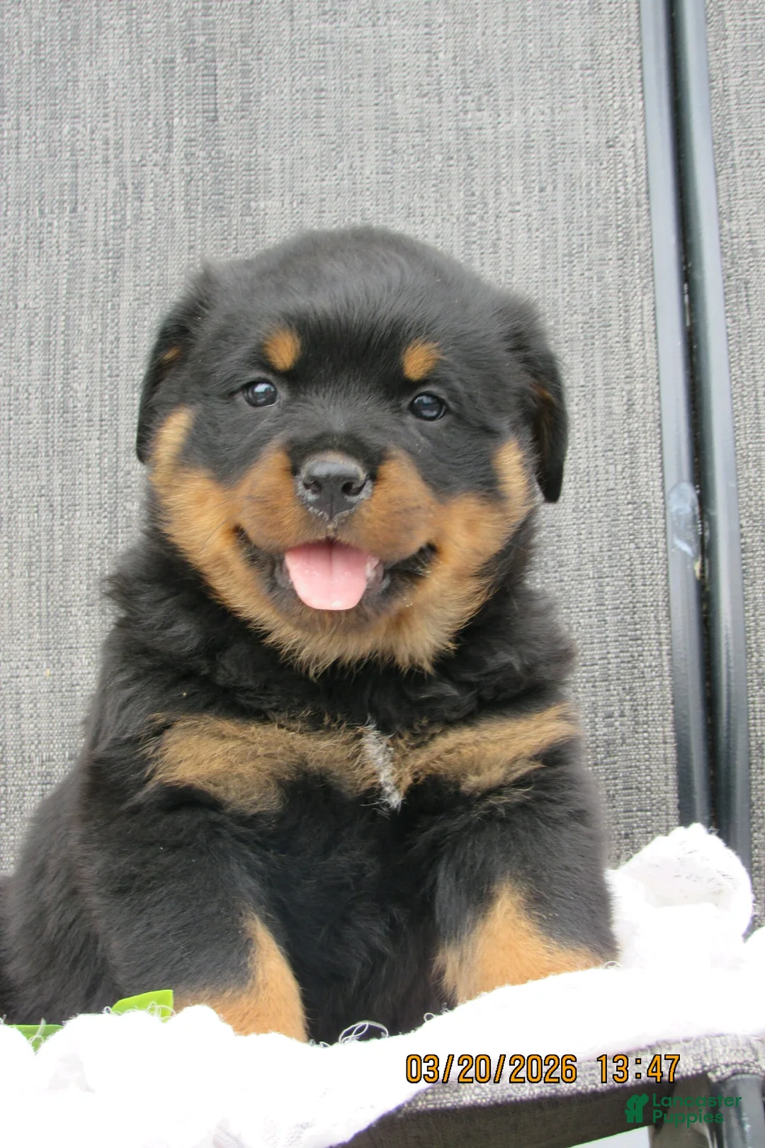 Rottweiler dogs for sale: Rottweiler Puppy 4 Dawn - Ad 1