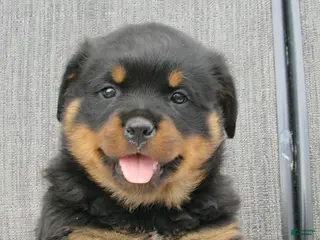 Rottweiler dogs Rottweiler Puppy 4 Dawn - Ad 10