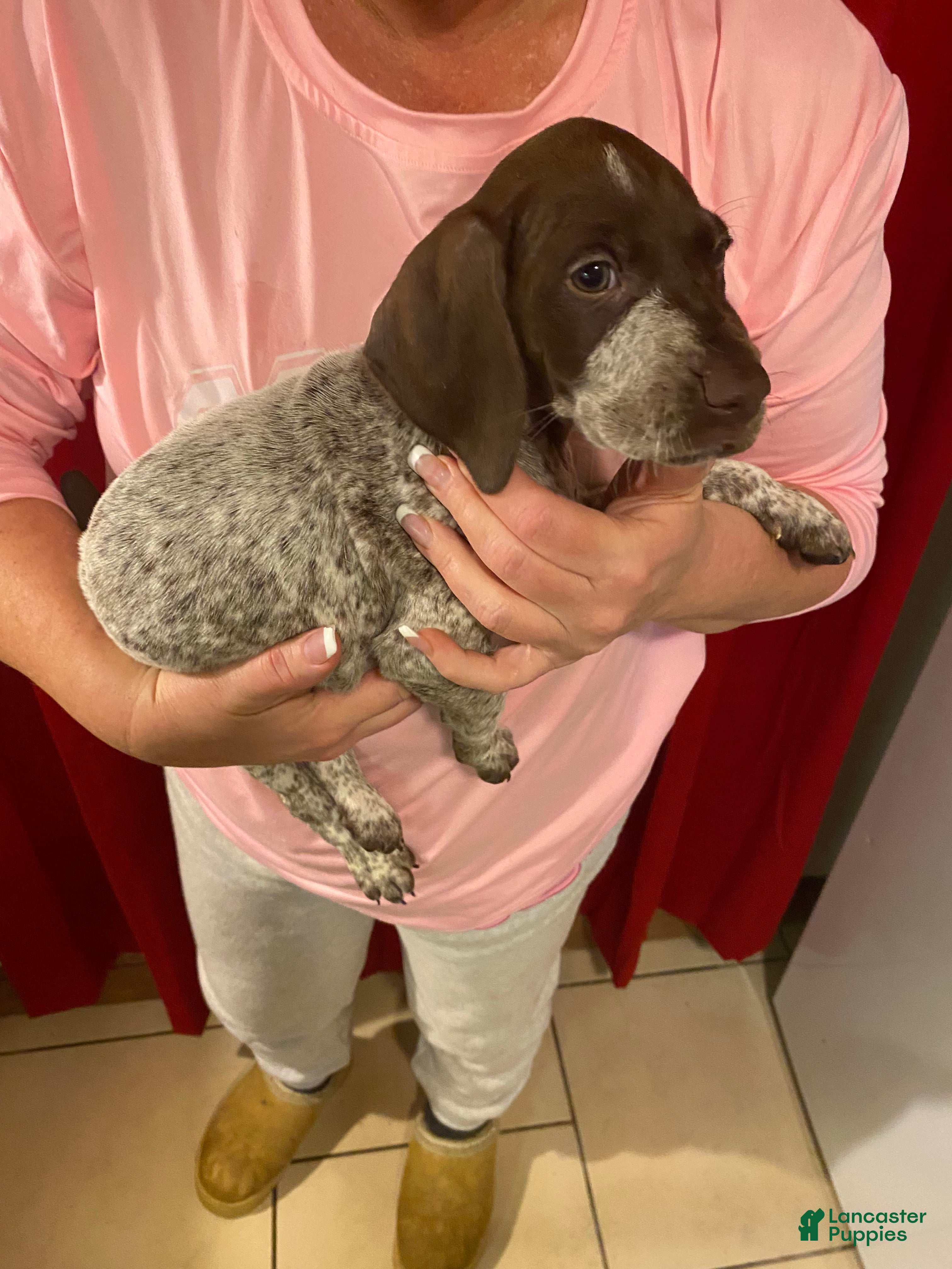 German Shorthaired Pointer dogs German Shorthaired Pointer Bella - Ad 36