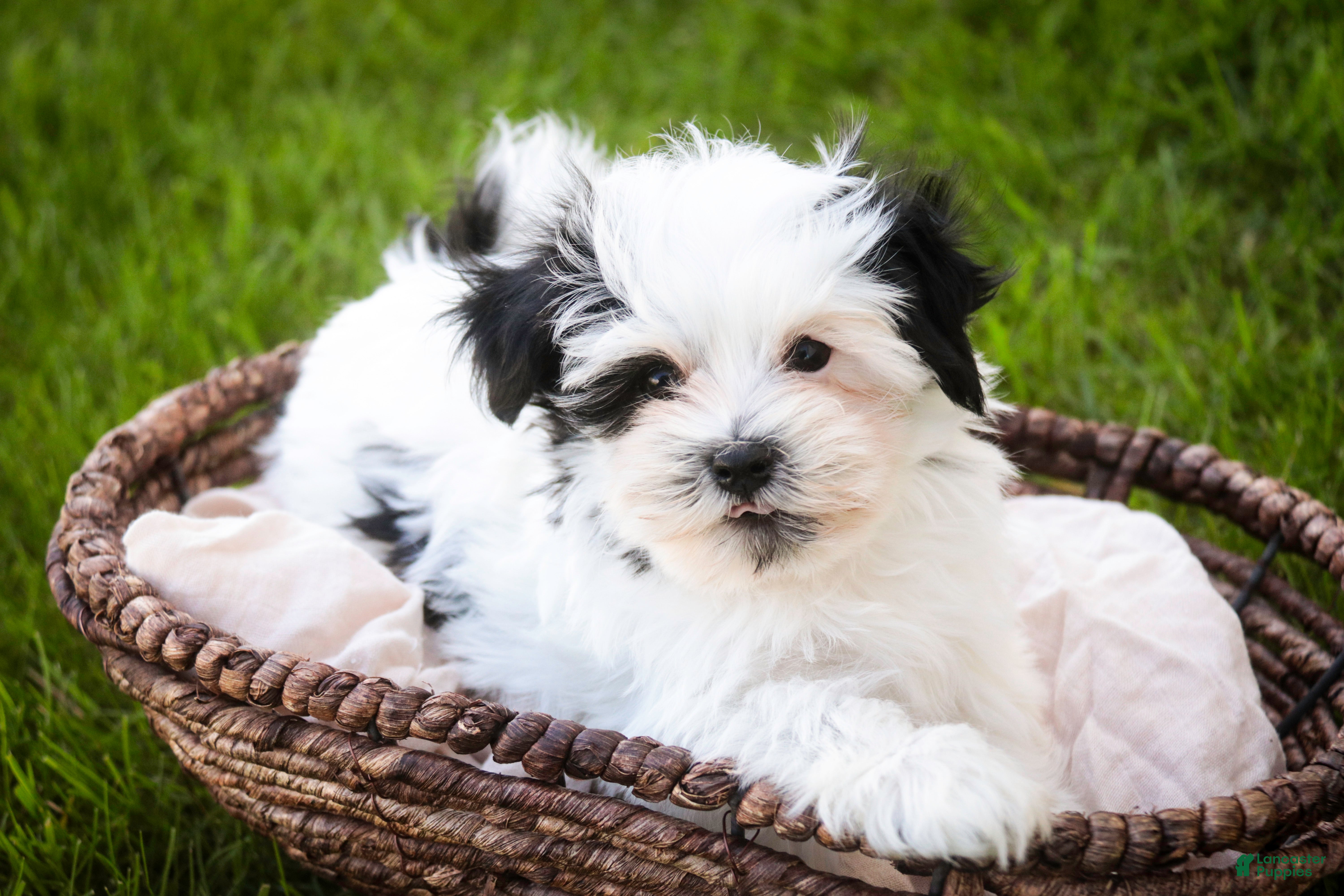 Havanese dogs Precious - Ad 2