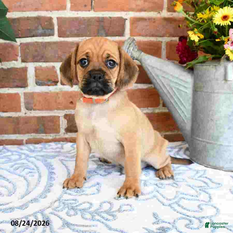 Puggle dogs Simpkins - Ad 1