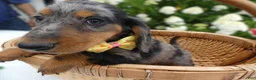 Miniature Dachshund dogs for sale: Miniature Dachshund 1 Sparky - Ad 4