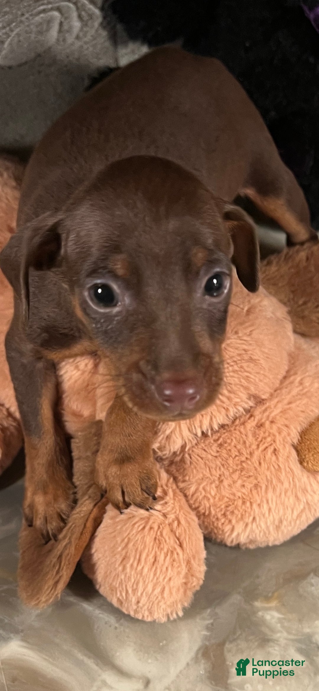 Miniature Pinscher dogs for sale: Toffee - Ad 5