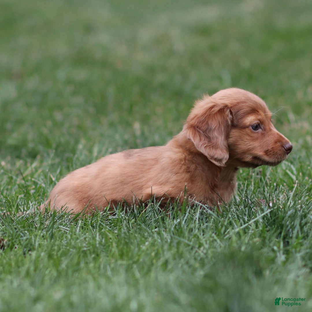 Dachshund dogs for sale: Hannah - Ad 3