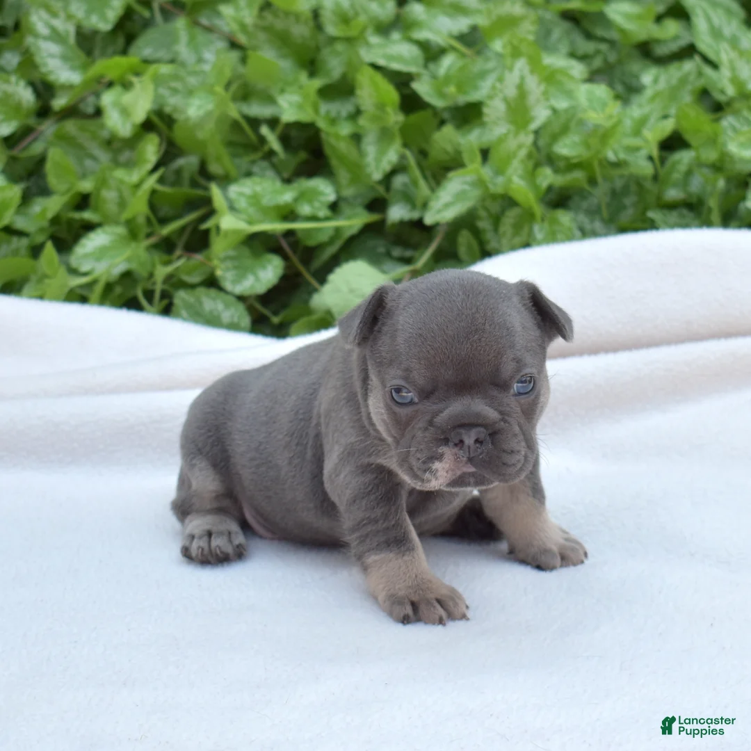 French Bulldog dogs for sale: Zoey - Ad 1