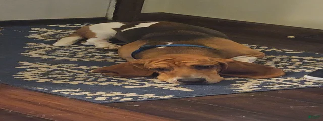 Archie