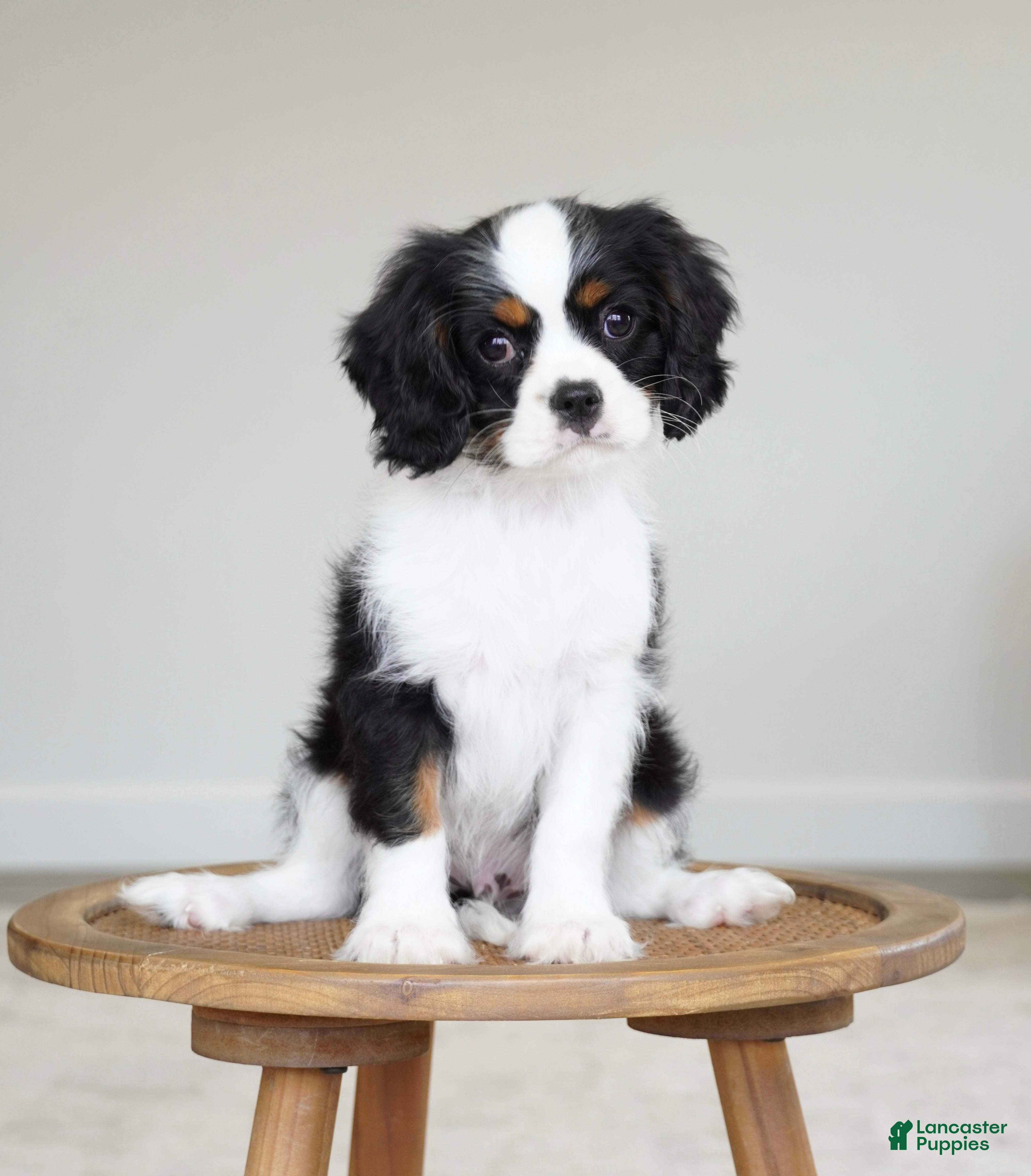 Cavalier King Charles Spaniel dogs Chester  - Ad 1