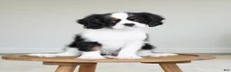 Cavalier King Charles Spaniel dogs for sale: Chester  - Ad 1
