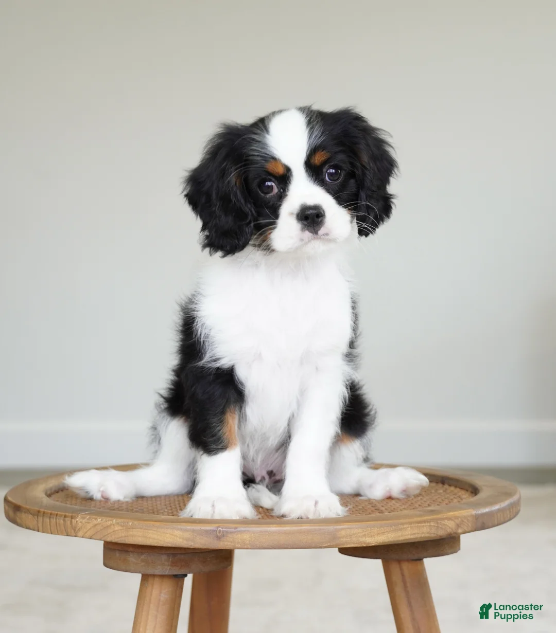 Cavalier King Charles Spaniel dogs for sale: Chester  - Ad 1