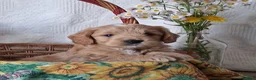 Mini Goldendoodle dogs for sale: Mini Goldendoodle, Diamond - Ad 7