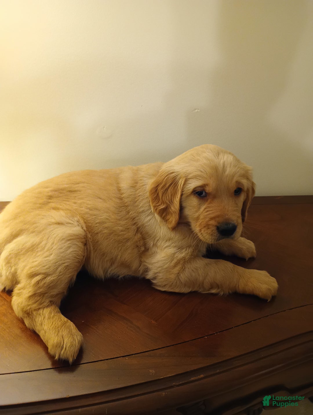Golden Retriever dogs for sale: Golden Retriever Puppy Teddy - Ad 4
