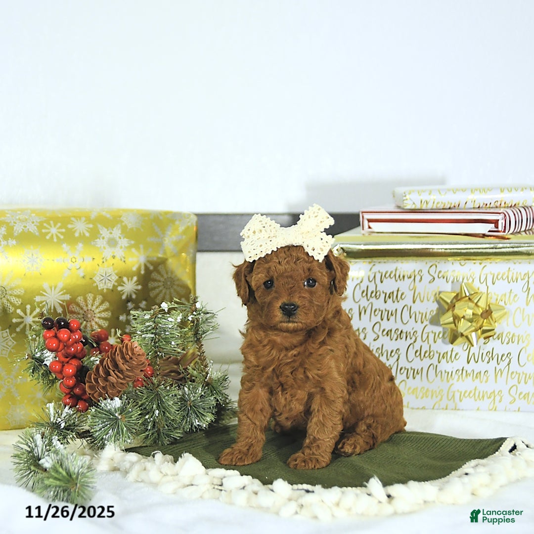 Toy Poodle dogs for sale: Darcy - Ad 7