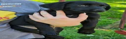 Labrador Retriever dogs for sale: Bonnie - Ad 2