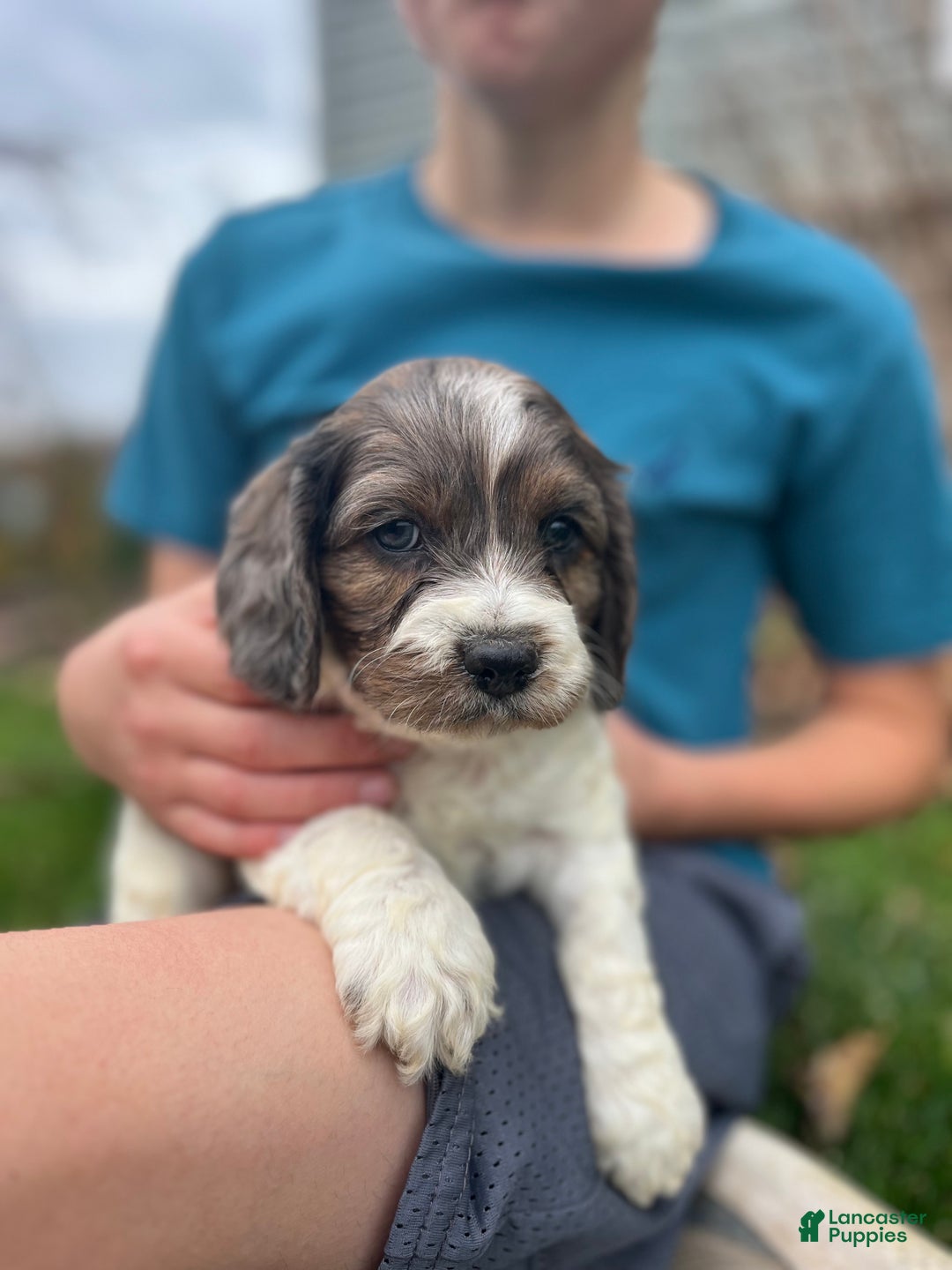 Cockapoo dogs for sale: Spruce - Ad 1