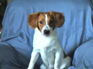 Papillon dogs - Ad 6