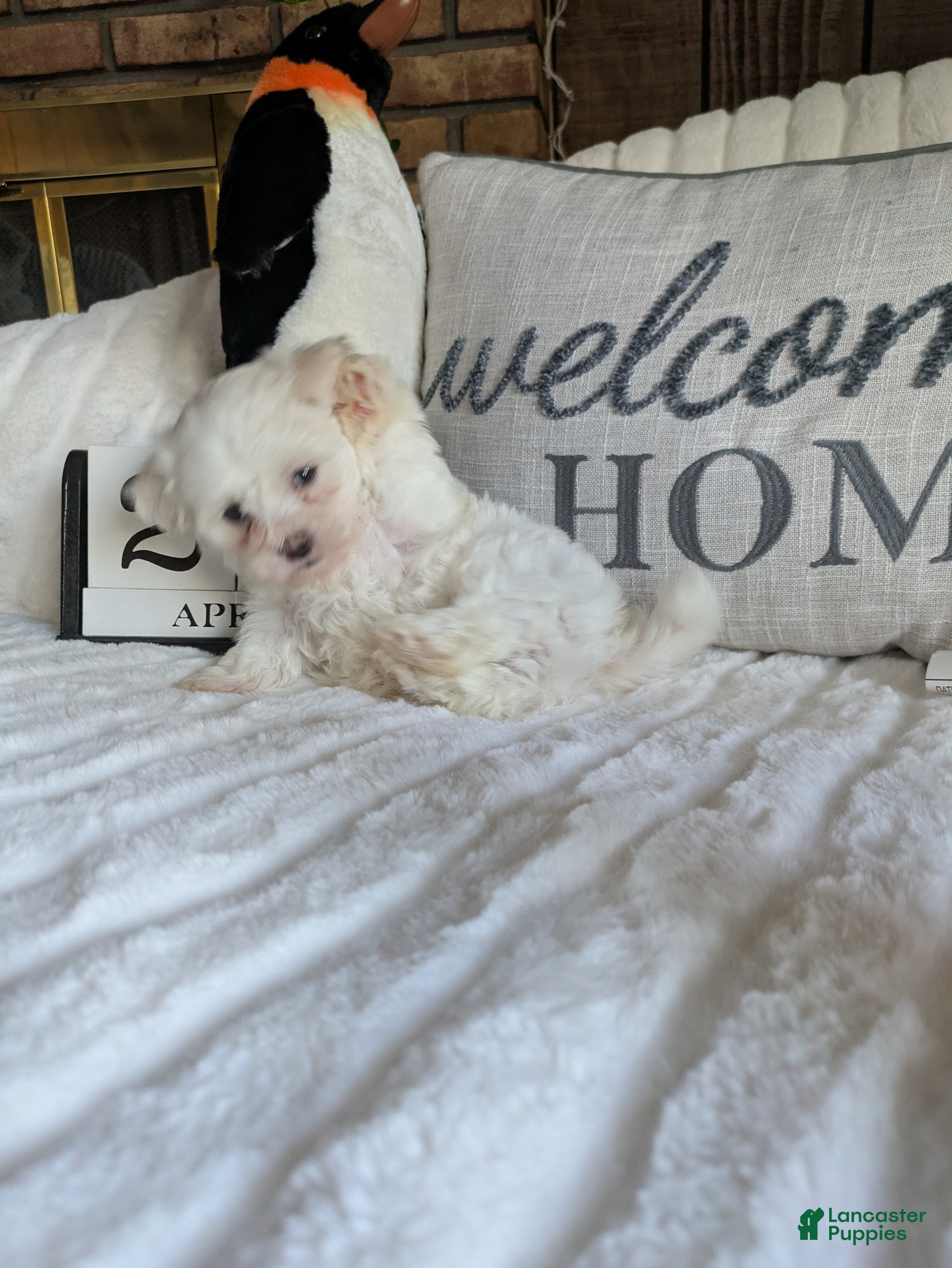 Maltese dogs for sale: Texas  - Ad 1