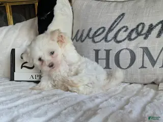 Maltese dogs for sale: Texas - Ad 1