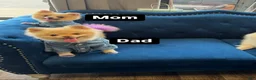 Pomeranian dogs for sale: Pomeranian 2 - Ad 3