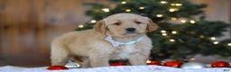 Golden Retriever dogs for sale: Dash - Ad 5