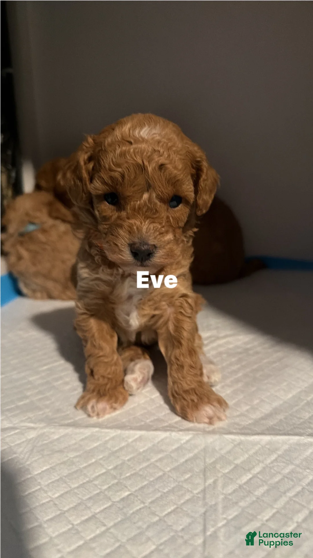 Miniature Poodle dogs for sale: Miniature Poodle Puppy 2 - Ad 5