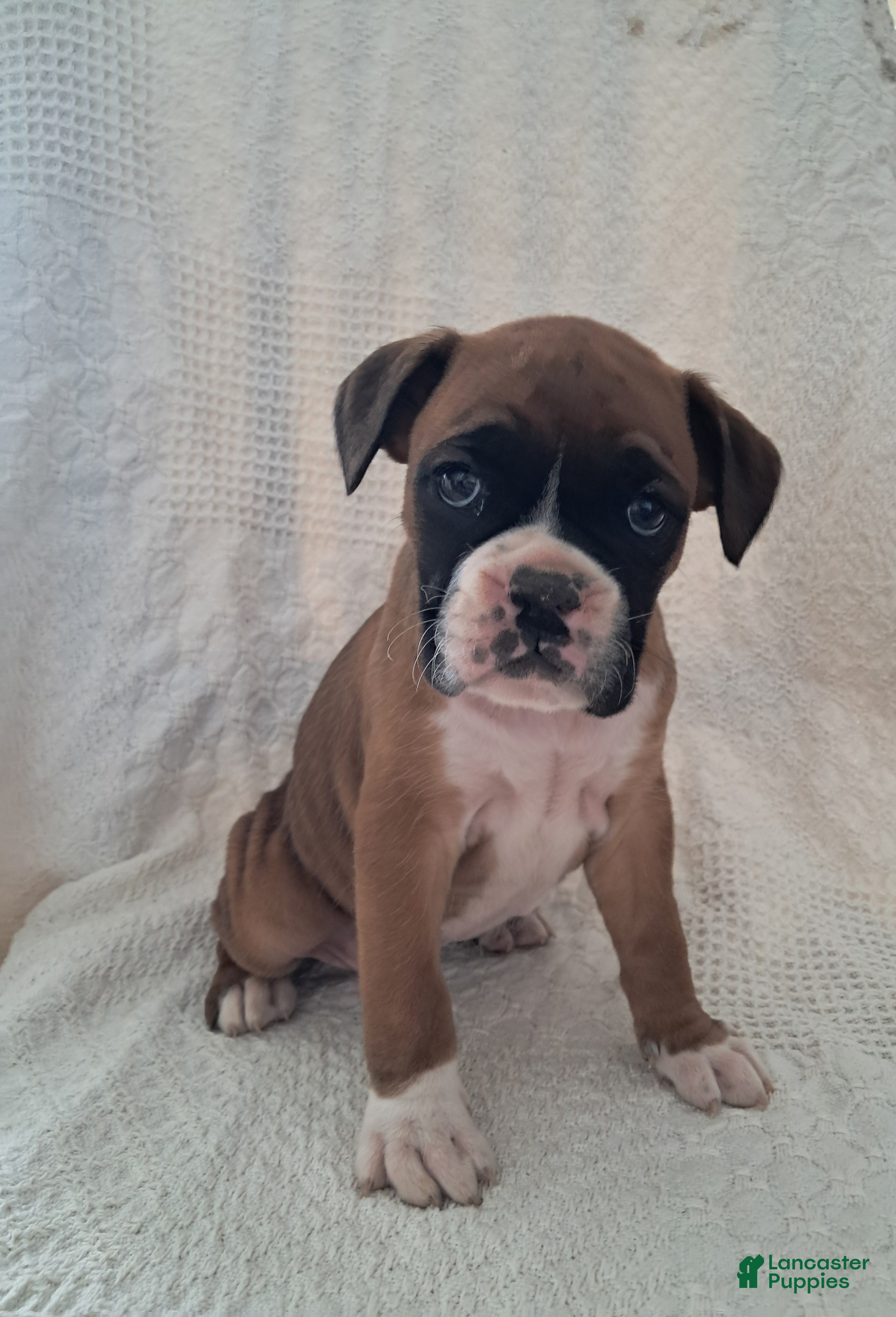 Boxer dogs Rascal - Ad 1