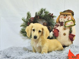 Miniature Dachshund dogs - Ad 17