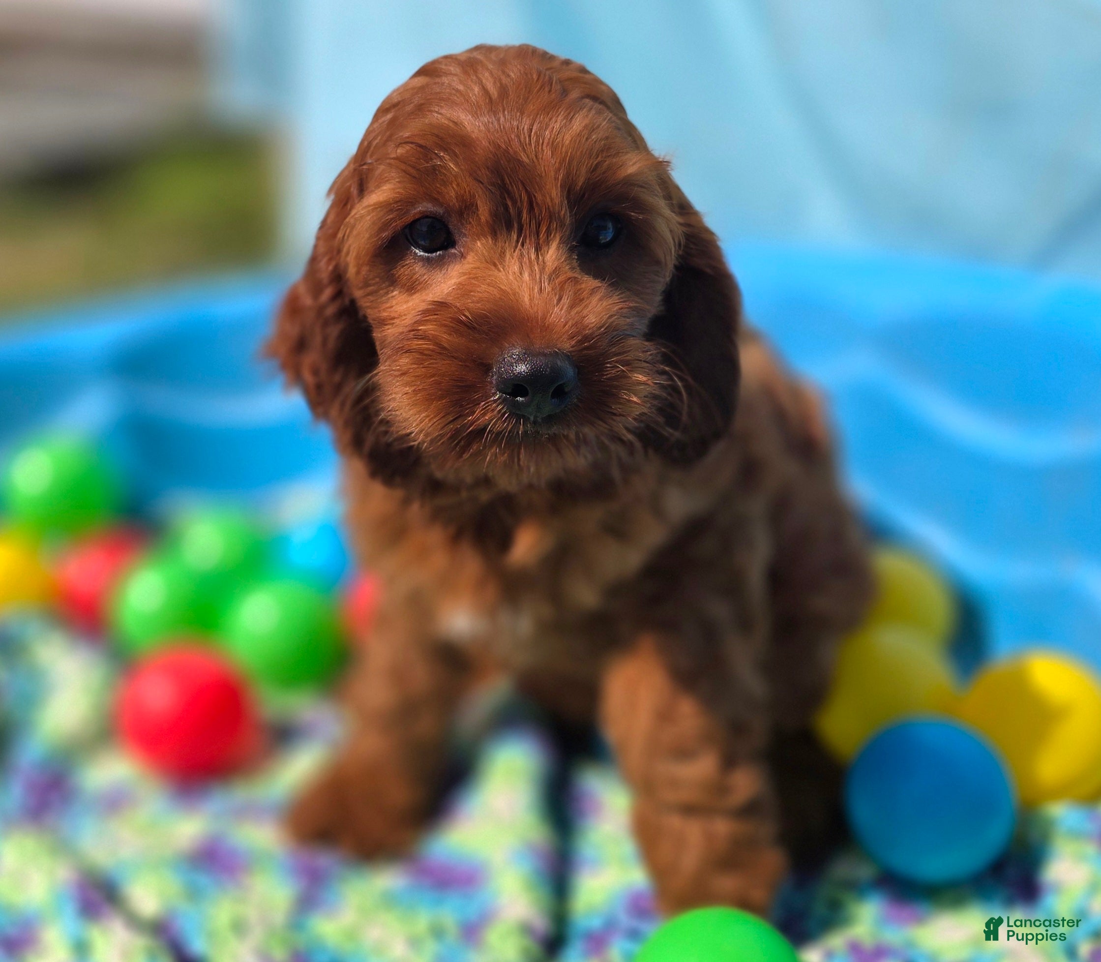 Cockapoo dogs Prada - Ad 16