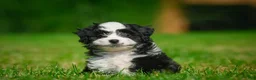 Bernedoodle dogs for sale: Sally - Ad 5