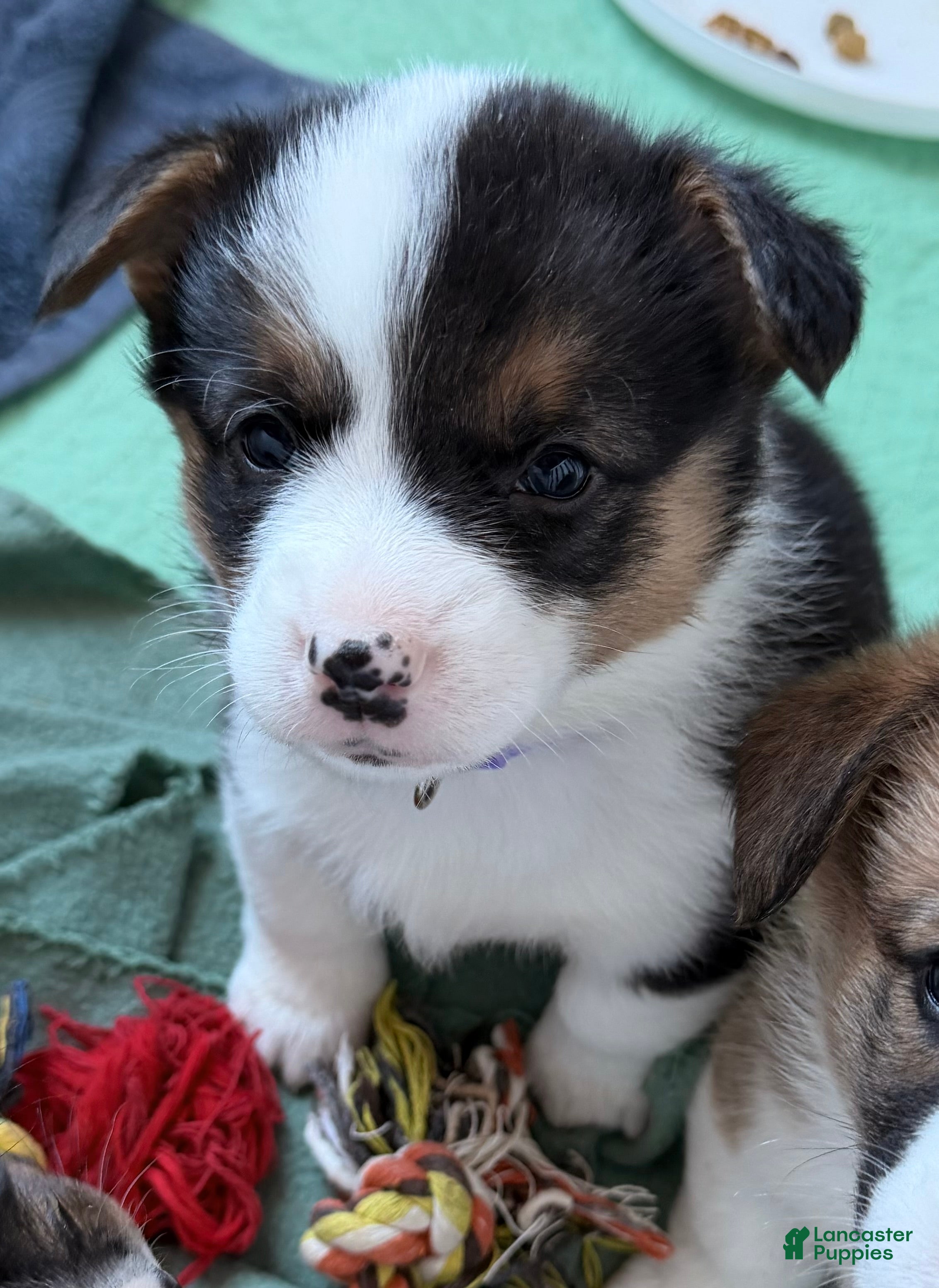 Welsh Corgi Pembroke dogs Corgi, purple - Ad 4