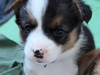 Welsh Corgi Pembroke dogs Corgi, purple - Ad 4