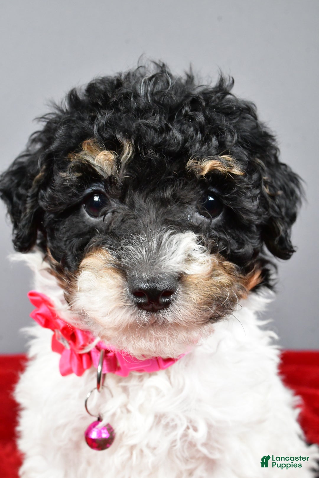 Miniature Poodle dogs for sale: Allison - Ad 10