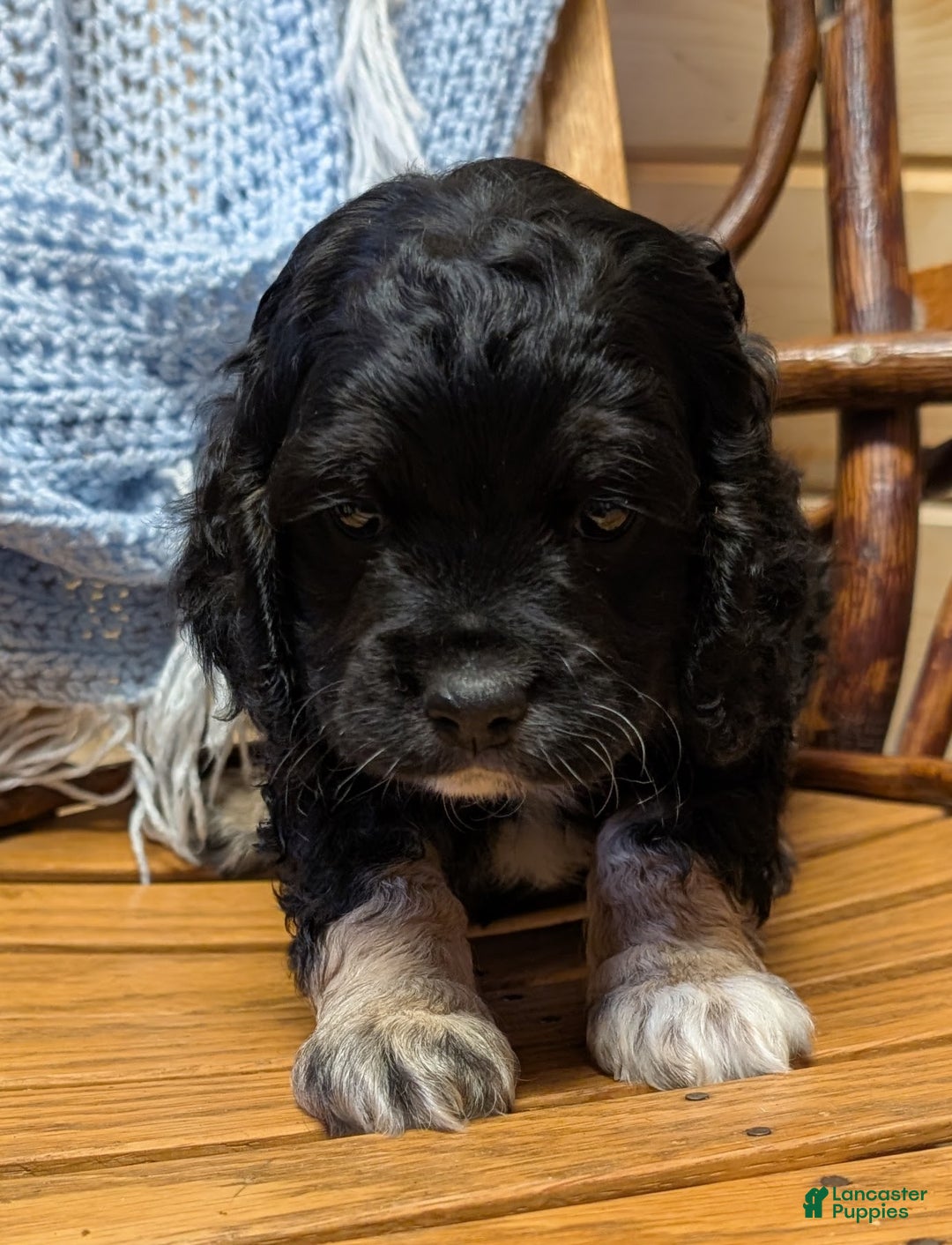 Cockapoo dogs for sale: Pebbles - Ad 4