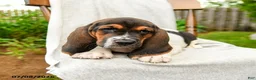 Basset Hound dogs for sale: Bartley - Ad 3