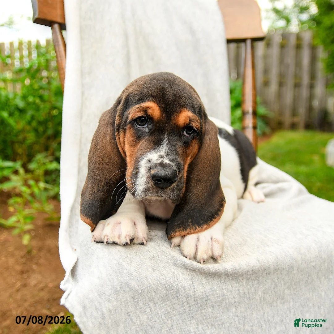 Basset Hound dogs for sale: Bartley - Ad 3