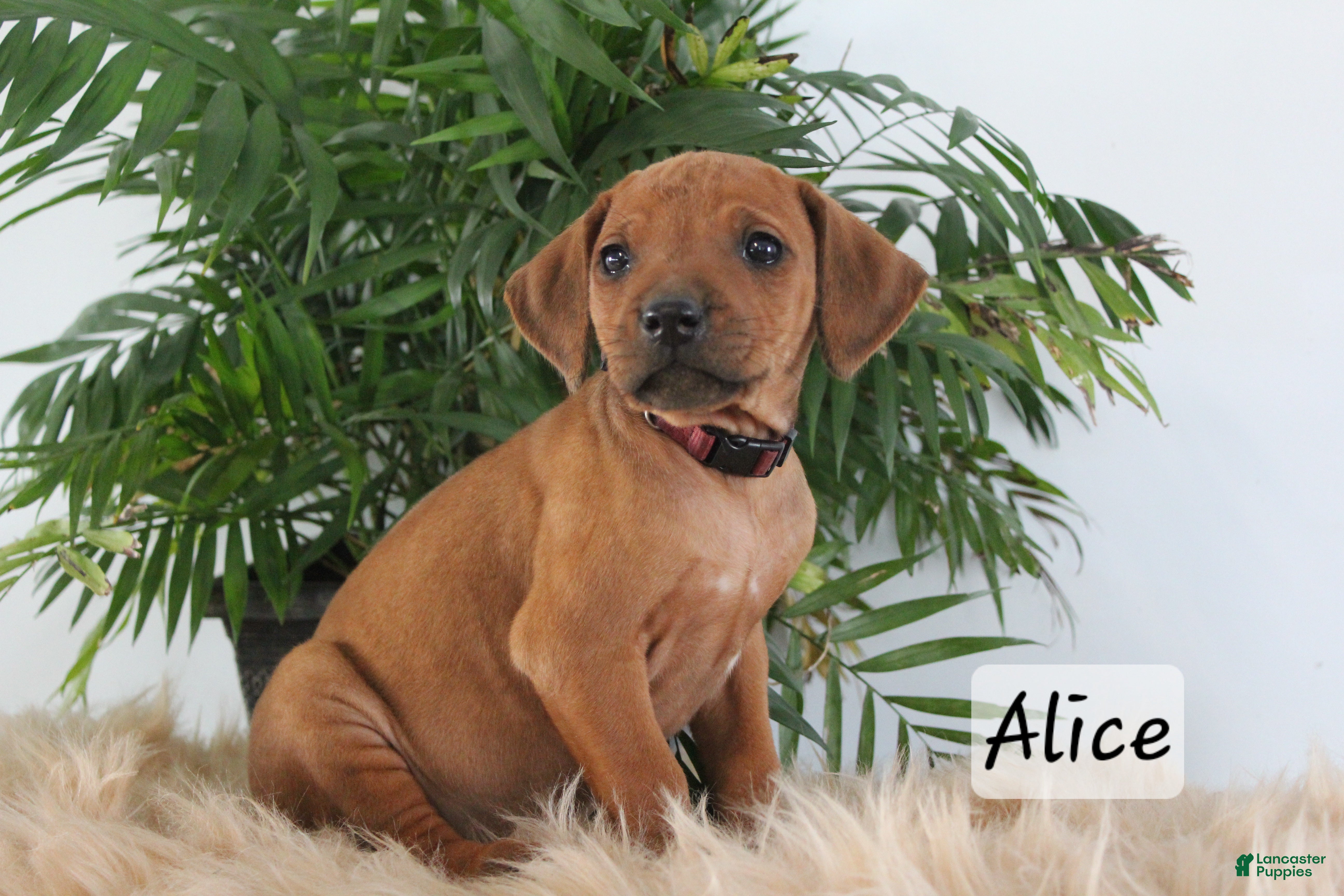 Rhodesian Ridgeback dogs Rhodesian Ridgeback Puppy 8 - Ad 9