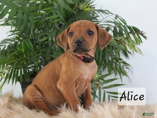 Rhodesian Ridgeback dogs Rhodesian Ridgeback Puppy 8 - Ad 14
