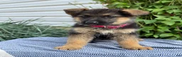 German Shepherd dogs for sale: Georgia - Ad 7