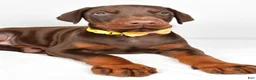 Doberman Pinscher dogs for sale: Lance - Ad 5