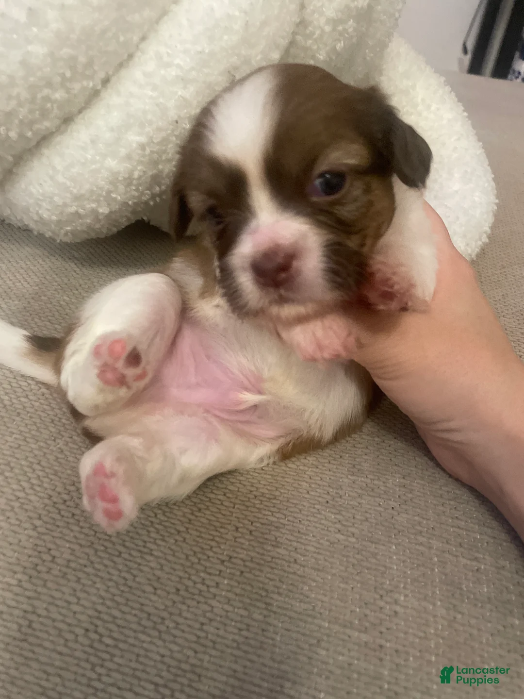 Shih Tzu dogs for sale: Shih Tzu 4 - Ad 2