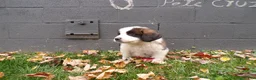 Saint Bernard dogs for sale: Duke - Ad 5