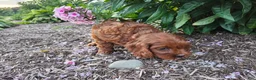 Cavapoo dogs for sale: Fiona  - Ad 3