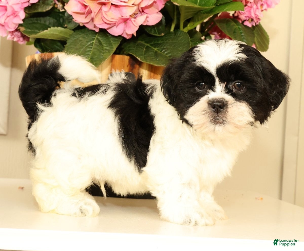 Malshi dogs for sale: Manny - Ad 9