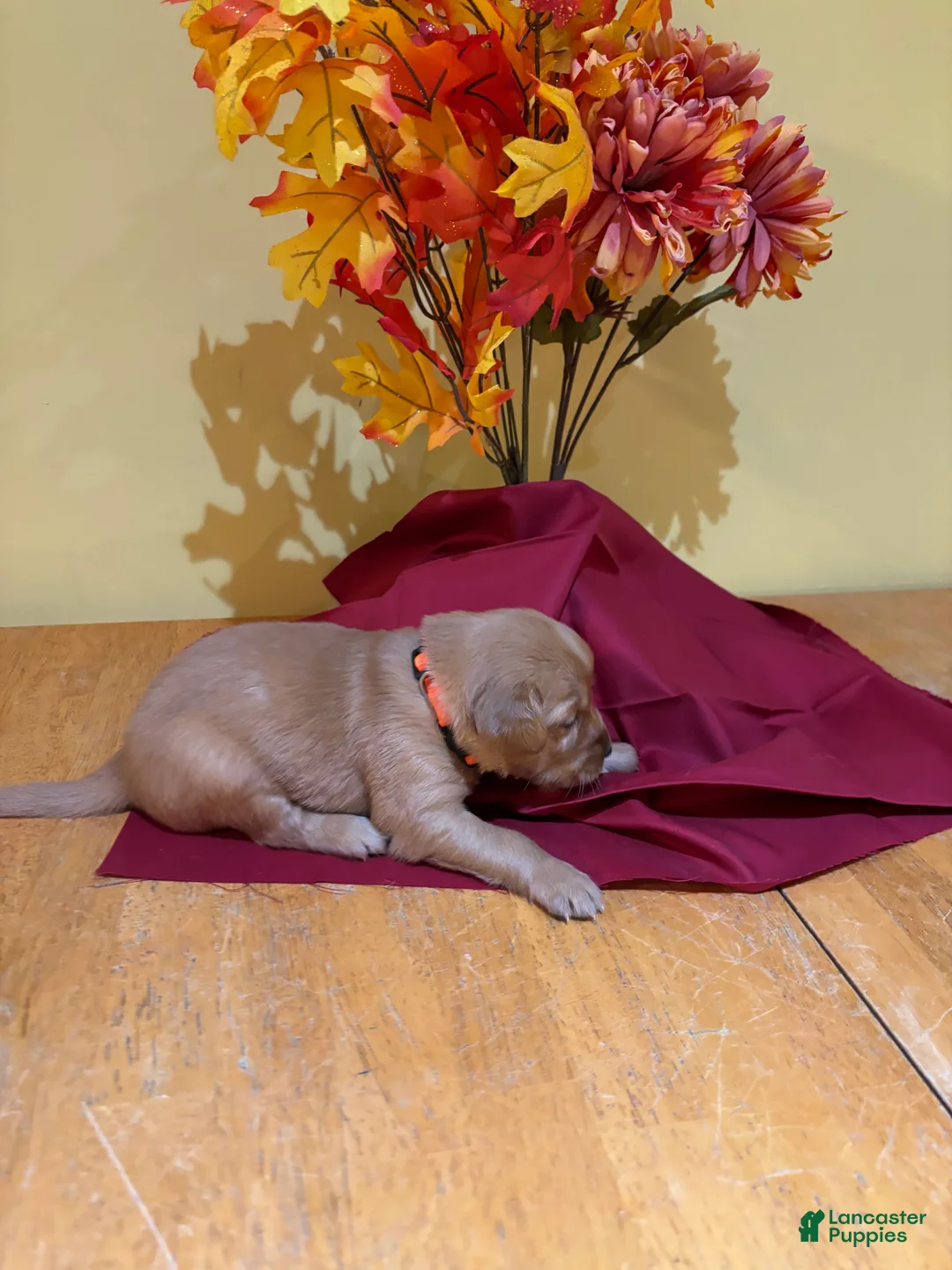 Golden Retriever dogs for sale: Miss Orange - Ad 1