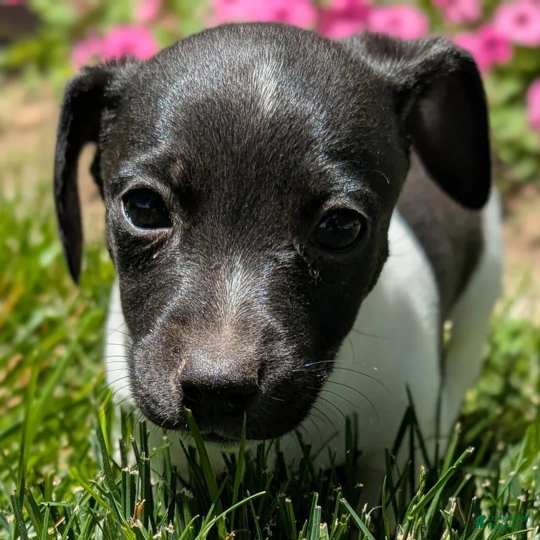 Jack Russell Terrier dogs for sale: Spade - Ad 2