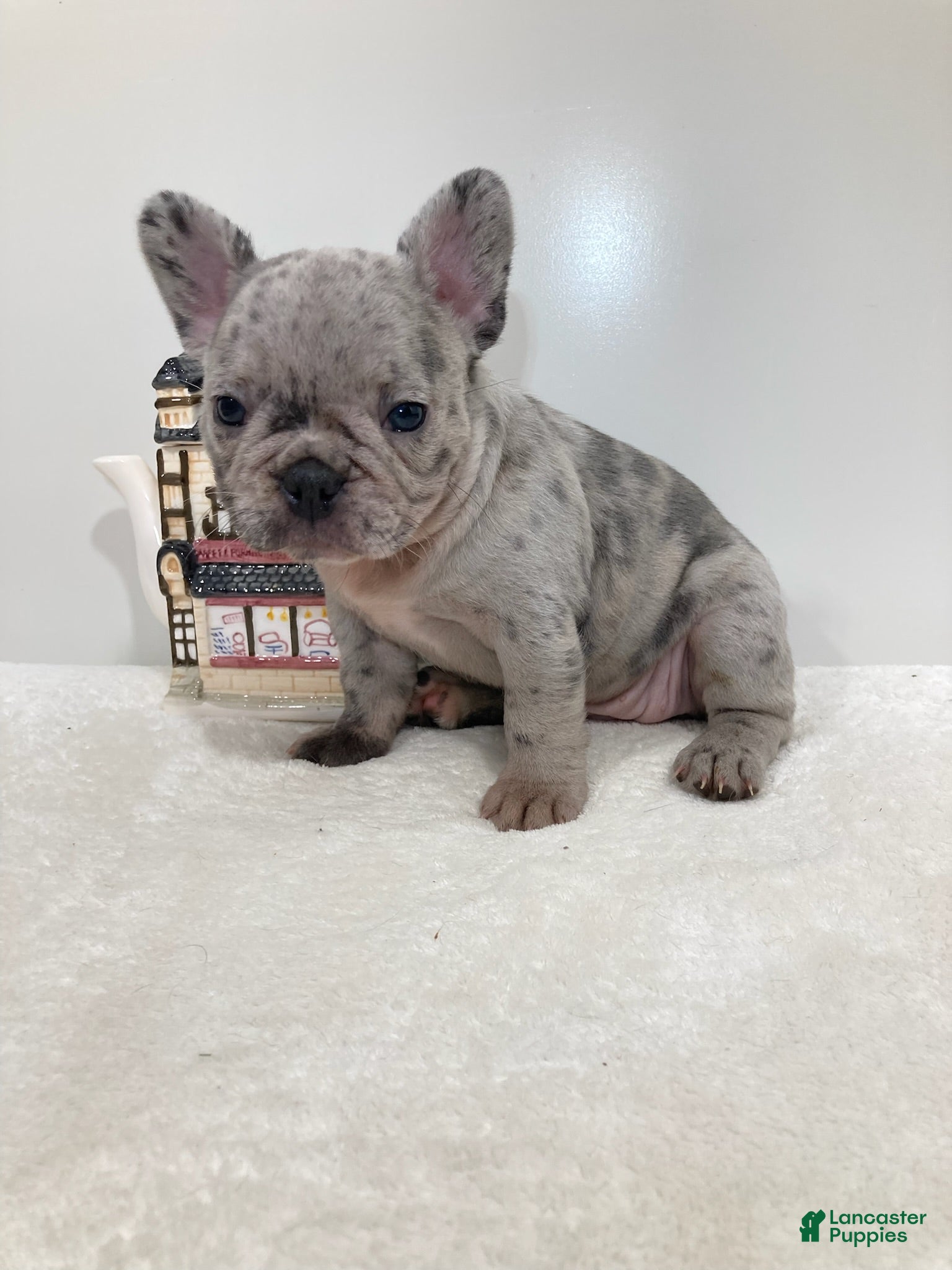 French Bulldog dogs Violet French Bulldog  - Ad 1