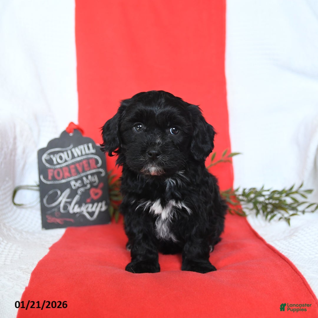 Shihpoo dogs for sale: Duncan - Ad 5